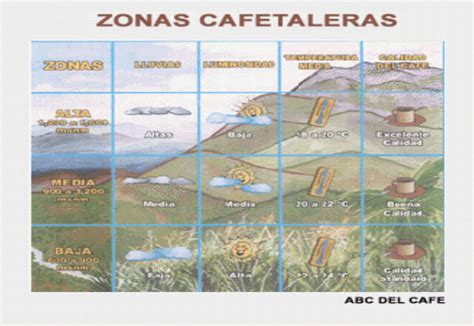 Café Peruano: Producto de exportación   Monografias.com