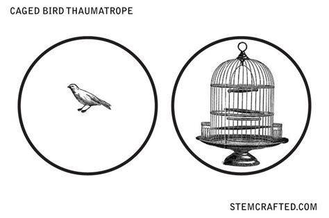 Caged Bird  Thaumatrope disk printable | STEMcrafted.com ...
