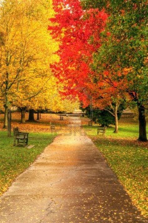 Caída de otoño hermoso bosque | Fall R | Pinterest ...