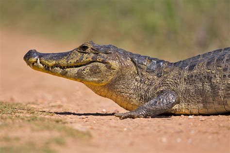 Caiman yacare   Wikipedia, la enciclopedia libre