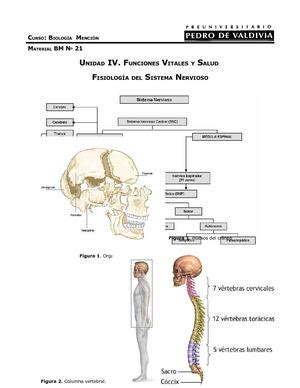 Calaméo   Anatomia Sistema Nervioso Central