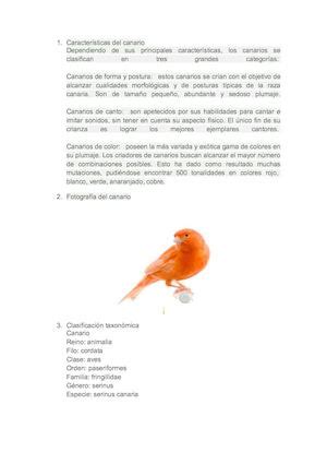 Calaméo Características Del Canario