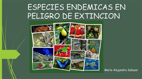 Calaméo   especies endemicas en peligro de extincion colombia