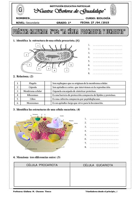 Calaméo   Guía De La Célula Procariota Y Eucariota