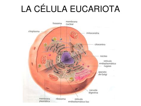 Calaméo   La Celula Eucariota