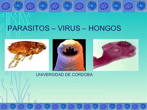 Calaméo   parásitos hongos y virus