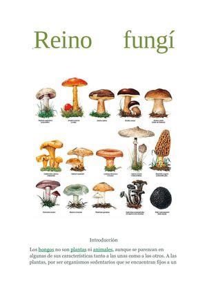 Calaméo   reino fungi