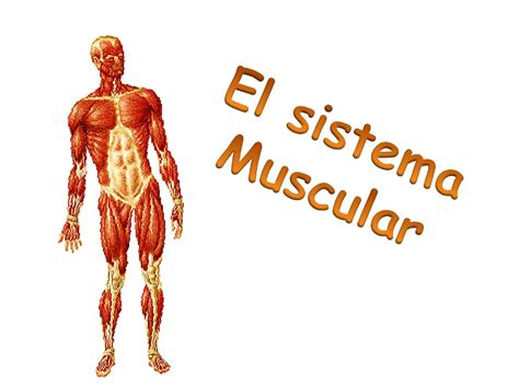 Calaméo sistema muscular y esquelético