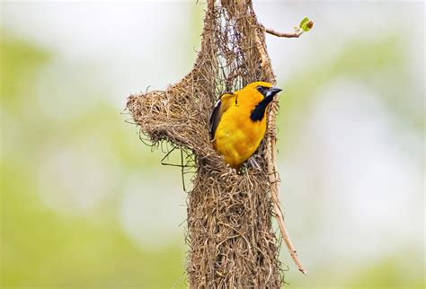 Calandria Dorso Negro Mayor | Guía de Aves