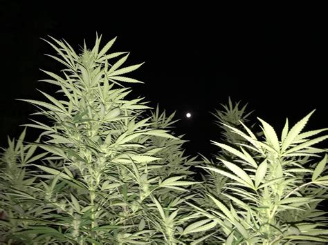 Calendario lunar para cultivar marihuana