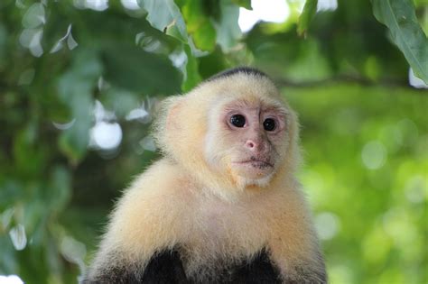 California agents seize Chris Brown s pet capuchin monkey