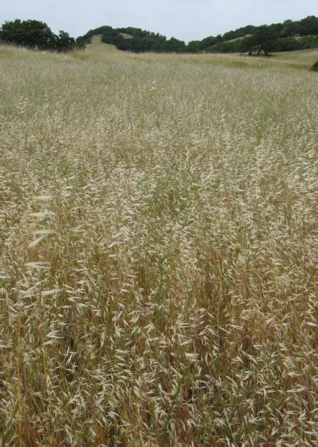 California s Coastal Prairies : Prairie Described