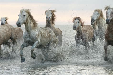 Camargue Horse Info, Origin, History, Pictures | Horse ...