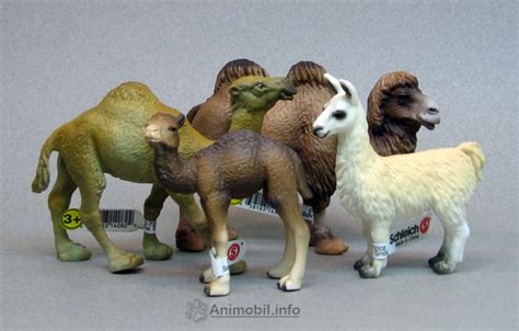 Camelids