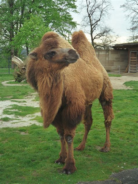 Camello  color    Wikipedia, la enciclopedia libre