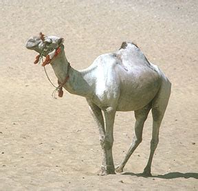 Camellos el Transporte del Desierto   Ventanas al Universo