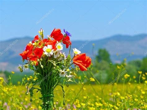 Campo verde con flores silvestres de primavera — Foto de ...