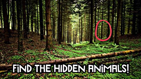 Can You Find All The Hidden Animals? IMPOSSIBLE CHALLENGE ...