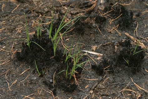 Can You Put Top Soil on Top of Grass Seeds? | Home Guides ...