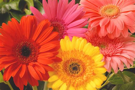 Canada Floral Delivery Blog: A Few Facts About Gerbera Daisies
