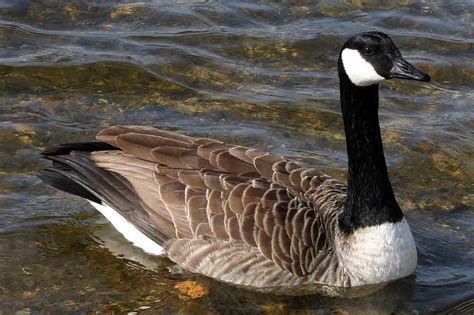 canada goose uk wiki, Canada Goose langford parka sale fake
