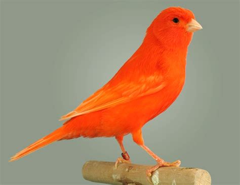 Canarios   Especies   Aves   Animales   Domésticos