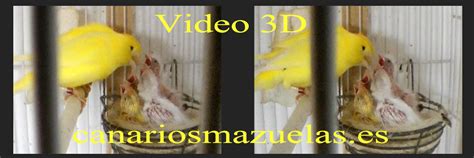 Canarios Mazuelas | Video 3D, Canarios dando de comer a ...