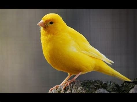 Canary singing ~ Canary Bird song   YouTube