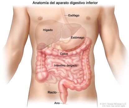 Cáncer de colon, el tumor maligno más frecuente en España