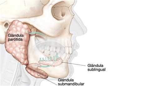 Cancer de las glandulas salivales