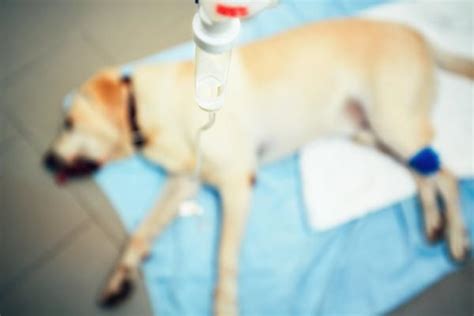 Cáncer de mama en perras   Síntomas y tratamiento