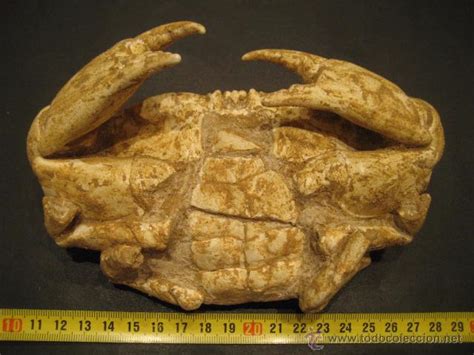 Cangrejo fosil cancer pagurus. pleistoceno. alm   Vendido ...