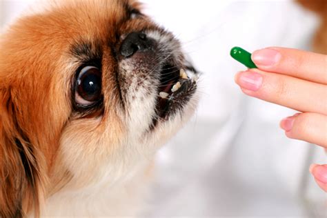Canine Vitamins & Nutritional Supplements : The Straight Poop