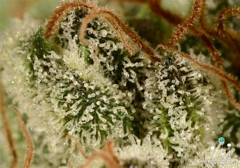 Cannabis Encyclopedia strain review: Bruce Banner #3 ...