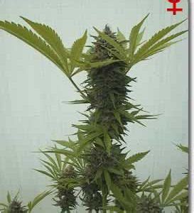 Cannabis Seeds BC Seeds Worlds Strongest Bruce Banner No 3 ...