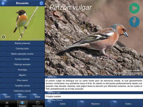 Cantos de Aves Id, guía para identificar pájaros on the ...
