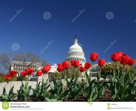 Capital De Estados Unidos Com Tulips Imagens de Stock ...