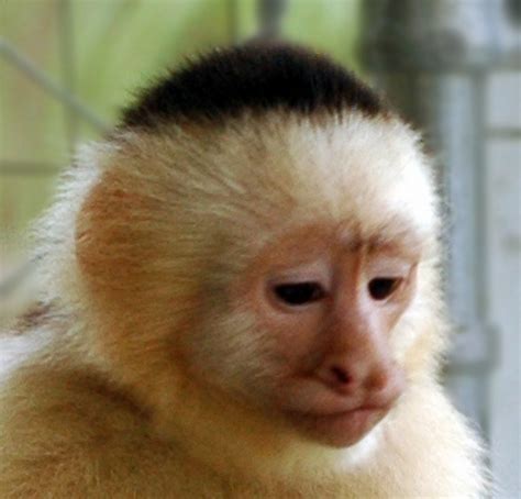 Capuchin Monkey a description