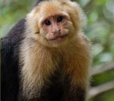 Capuchin Monkey Facts, History, Useful Information and ...