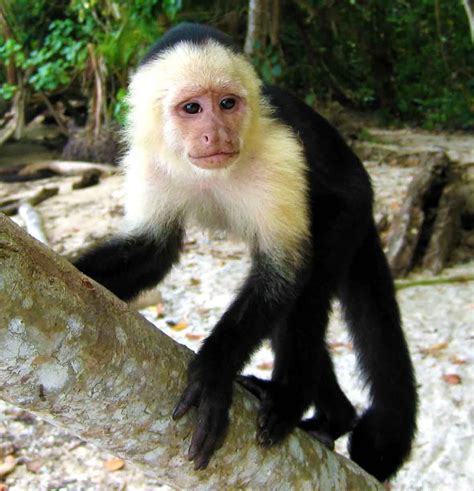 Capuchin Monkey | Monkeys | Pinterest | Monkey, Primate ...