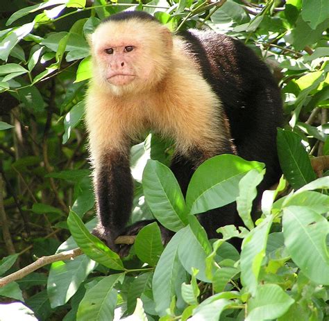 Capuchin monkey   Wikipedia