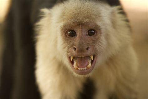 Capuchin Monkey | www.pixshark.com   Images Galleries With ...
