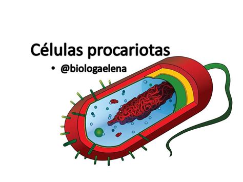 Características Células procariotas I   YouTube