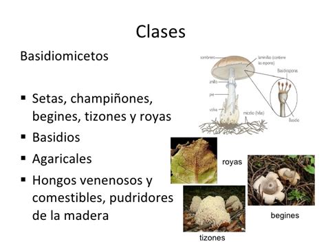 Características de hongos