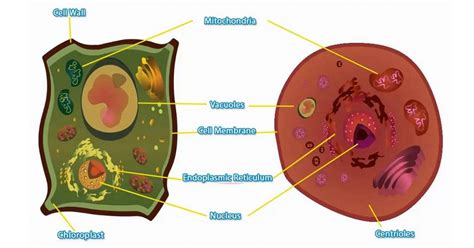Caracteristicas De La Celula Animal Vegetal Y Bacteriana ...