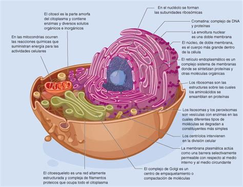 Características de la célula eucariota y sus funciones