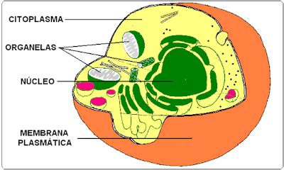 Características de la célula eucariota y sus funciones