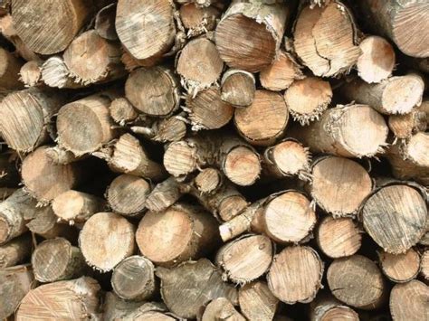 Características de la madera de pino