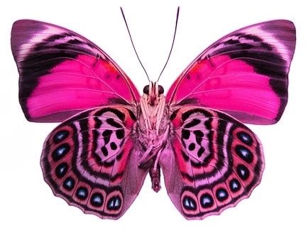 Caracteristicas de la mariposa. Descubre su fragilidad ...