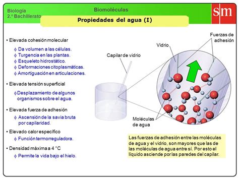 Características de la molécula de agua   ppt descargar